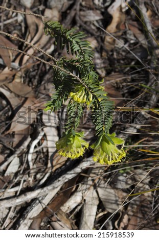 Pimelea Suaveolens  ( Pimelia),  a genus of plants in the family Thymelaeaceae, native to Australia blooming in spring in Crooked Brook wildflower reserve Western Australia  is daintily   decorative.