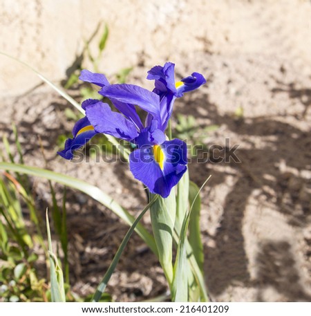 Brilliant blue blooms of Dutch Iris flower in spring and add color to the garden beds with long lasting display suitable for florists bouquets as well as cut flowers in the home.