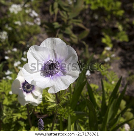 Delicate pale flowered Anemone a genus of about 120 species of flowering plants in the family Ranunculaceae, native to the temperate zones  add color to the spring landscape.