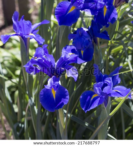 Beautiful decorative blue flowers of Dutch Iris bulbs on long green stems  flowering in early spring are a gardener\'s delight and a long lasting cut flower.