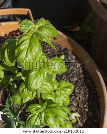 Basil, Thai basil, or sweet basil,  culinary herb Ocimum basilicum of the family Lamiaceae,growing in a pot is used as a herb for flavouring Mediterranean  cuisine added in pesto and as a garnish.