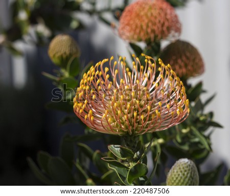 Stunning long lasting yellow orange  flowers of Leucospermum (Pincushion, Pincushion Protea or Leucospermum) Protea species blooming in early spring  attract bees and native birds to the garden.