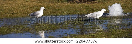 Panorama of two beautiful white seagulls seabirds in the family Laridae suborder Lari standing in a water puddle from a burst water pipe on a sunny afternoon in spring.