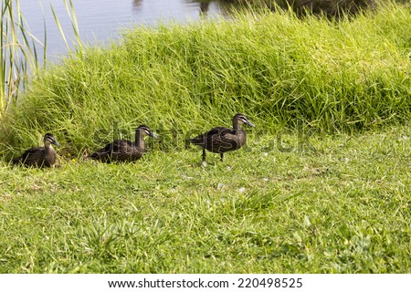Three Pacific Black nearly fully grown  ducklings  walking slowly up the green grassy  bank after swimming in the lake  at Big Swamp Bunbury western Australia on a sunny afternoon in early spring.