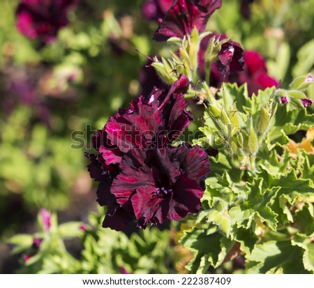 Double dark burgundy  flowers of a decorative  pelargonium species  blooming throughout the year add  color to the  garden scape in spring.