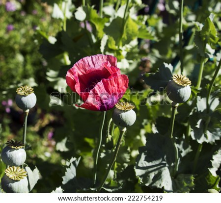 Papaver orientale (Oriental poppy) Order Ranunculales ,Family:Papaveraceae,Genus:	Papaver, a perennial flowering plant   with aristocratic  ruffled petals and fine black seeds in a  green capsule .