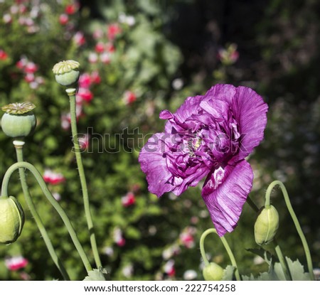 Papaver orientale (Oriental poppy) Order Ranunculales ,Family:Papaveraceae,Genus:	Papaver, a perennial flowering plant   with   ruffled  mauve petals and fine black seeds in a  green capsule .