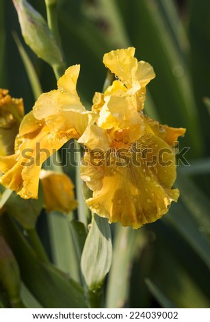 Yellow Bearded iris (tall bearded, medians and dwarfs)  hardy perennials grown from rhizomes add charm to the cottage garden with decorative blooms from spring to summer.