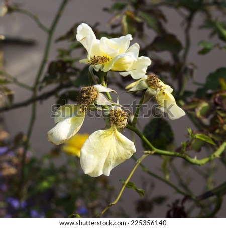 Romantic spectacular  yellow  fading to a creamy white  double  floribunda  fully blown  roses   blooming in early spring  adding fragrance and color to the garden landscape are a  delight  to behold.