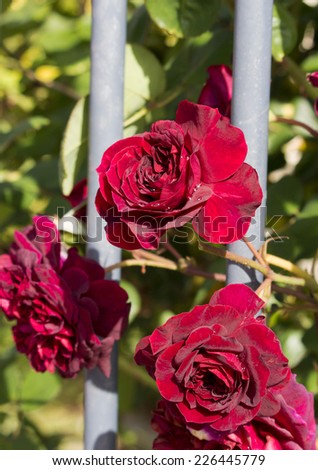 Romantic spectacular  crimson red double  floribunda  roses   blooming in early spring  adding fragrance and color to the garden landscape are a  delight  to behold.