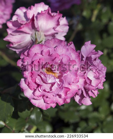 Romantic spectacular Angel Face ,  mauve  double  floribunda  roses   blooming in early spring  adding fragrance and color to the garden landscape  and are a  delight  to behold.