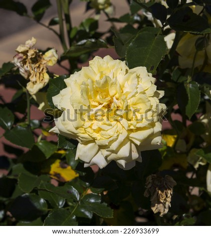Romantic spectacular  yellow  fading to a creamy white  double  floribunda  roses   blooming in early spring  adding fragrance and color to the garden landscape are a  delight  to behold.