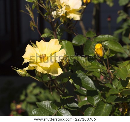 Romantic spectacular  yellow  double  floribunda  roses   blooming in early spring  adding fragrance and color to the garden landscape are a  delight  to behold.