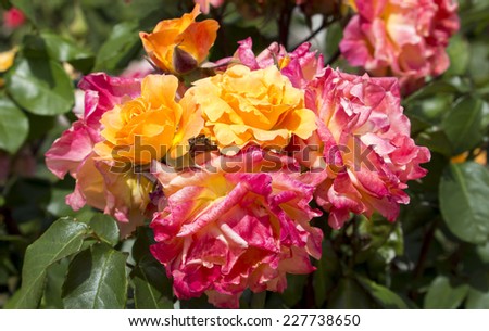 Beautiful  spicy fragranced orange pink  and yellow  floribunda roses blooming in late spring are showy and ornamental adding a  glorious splash of auburn tones to the garden landscape.