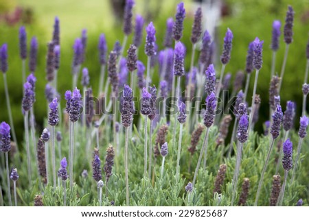 Scented purple  flowers of English lavender lavandula officinalis  attract bees to the garden with their heavily scented blooms in spring and summer.
