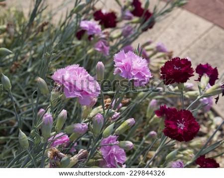 Deep  crimson red and pink  Dianthus caryophyllus, carnation or clove pink,  a species of Dianthus blooming in spring fills the garden with a delicious clove  fragrance  and is a lovely cut flower.