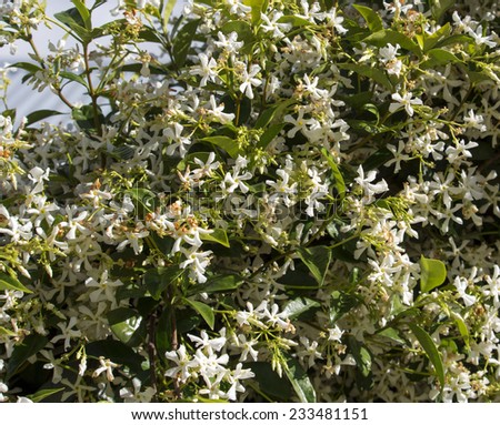 Beautiful delicate  white scented blooms of jasmine species  contrasted against green leaves adds delightful perfume to the garden  in spring and summer.