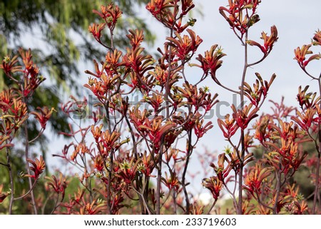 Bright red furry tall blooms of Australian kangaroo paws cultivar  adds color to the late spring  urban  garden  on a cloudy morning with long lasting  blooms attracting birds and bees.