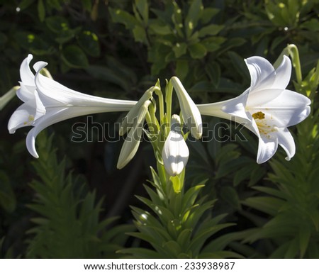 Glorious Lilium candidum  Madonna Lily  a plant in the genus Lilium, one of the true lilies flowering in late spring is a decorative addition to the garden landscape and a long lasting cut flower.