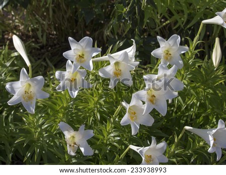 Glorious Lilium candidum  Madonna Lily  a plant in the genus Lilium, one of the true lilies flowering in late spring is a decorative addition to the garden landscape and a long lasting cut flower.