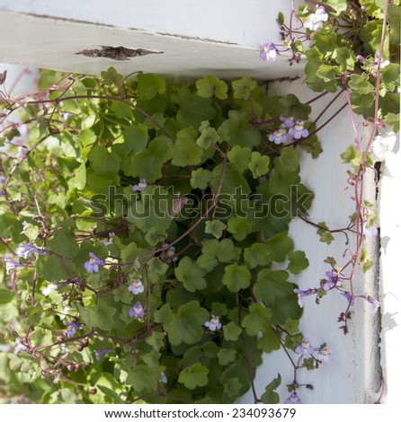 Dainty ground cover plant with tiny pale mauve  flowers Kenilworth Ivy cymbalaria muralis or ivy-leaved toadflax trailing from  a white concrete wall is decorative and charming.