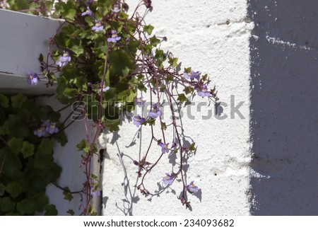Dainty ground cover plant with tiny pale mauve  flowers Kenilworth Ivy cymbalaria muralis or ivy-leaved toadflax trailing from  a white concrete wall is decorative and charming.