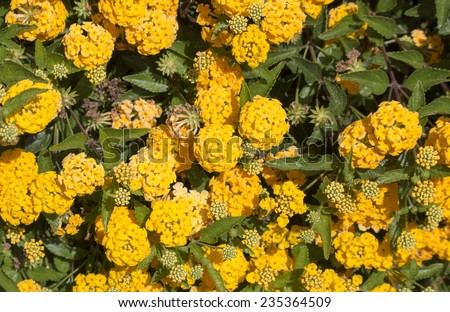 Lantana\'s aromatic flower clusters (called umbels) are a mix of red, orange, yellow, or blue and white florets  these being brilliant  yellow on a large shrubby bush blooming in autumn.
