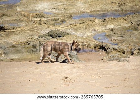 A friendly brown pet dog is walking along the beach near the rocks   in   the ocean  as the tide ebbs away.
