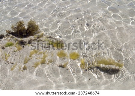 Delicate fronds of seaweed swaying  beneath the clear water as the tide ebbs out at Hutt\'s Beach near Bunbury Western Australia on a sunny early summer afternoon.
