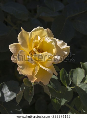 Stunningly  magnificent romantic beautiful yellow  rose blooming in early summer add fragrance to the garden landscape.
