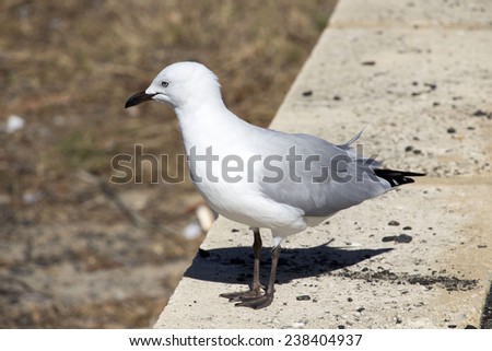 Lovely graceful   white seagull Laridae in the sub-order Lari  standing    on a concrete ledge near the Leschenault Estuary Bunbury Western Australia  on a fine sunny early summer afternoon.