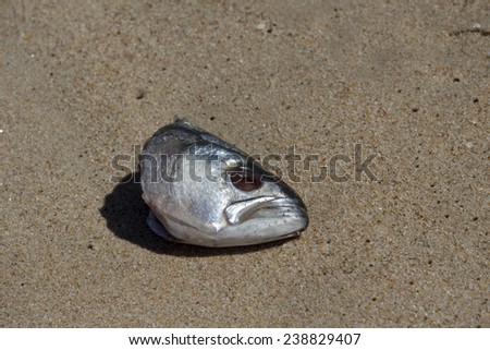Tailor fish head washed up on the sandy beach  after a fisherman in a boat threw it over board.
