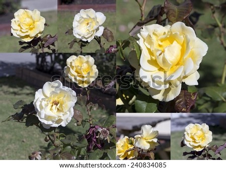 Collage of  yellow  fading to a creamy white  double  floribunda  fully blown  roses   blooming in early spring  adding fragrance and color to the garden landscape are a  delight  to behold.