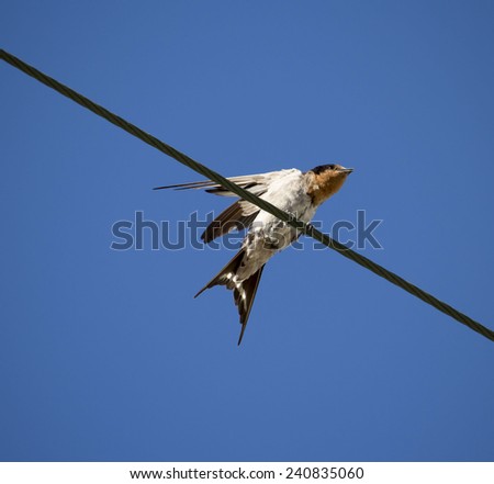 Dainty little welcome swallow hirundo neoxena  a passerine bird perching on a power line in early afternoon  in summer is a cheerful sight.