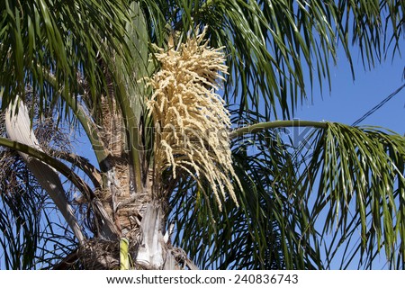 Tall  graceful majestic Cocos plumosa Queen palm in flower with seed pods forming hanging down from its green crown  in early summer  is a favourite  decorative garden plant.