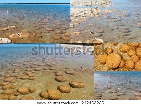 Stunning collage of  Lake Clifton south western Australia and the rare colony of  6 kilometre long thrombolite  stromatolites  living rocks structures in the shallow water.