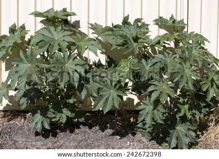 Castor oil plant Ricinus communis a quick growing hardy perennial  suckering plant with purple leaves and fruit  is toxic  if ingested, growing amongst  green grass  against a cream metal fence.