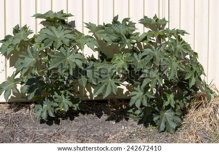 Castor oil plant Ricinus communis a quick growing hardy perennial  suckering plant with purple leaves and fruit  is toxic  if ingested, growing amongst  green grass  against a cream metal fence.