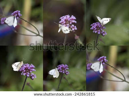 Collage of a white Cabbage Moth  a common Palearctic moth of the family Noctuidae feeding on a small purple  flower head of perennial verbena Verbena bonariensis  on a cloudy afternoon in late spring.