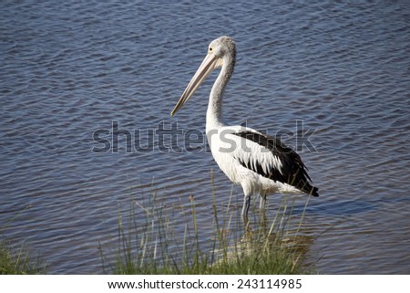 A majestic pelican  pelecanidae species pelecaniformes  standing in   the calm waters of Leschenault Estuary, Bunbury, Western Australia   is watching for a tasty fish to trap in its huge bill.
