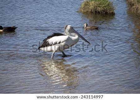 A majestic pelican  pelecanidae species pelecaniformes  standing in   the calm waters of Leschenault Estuary, Bunbury, Western Australia   is watching for a tasty fish to trap in its huge bill.