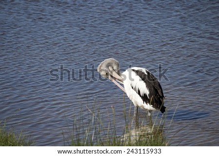 A majestic pelican  pelecanidae species pelecaniformes  standing in   the calm waters of Leschenault Estuary, Bunbury, Western Australia   is preening itself after eating a   fish.