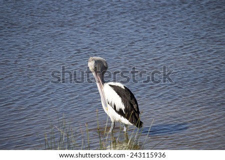 A majestic pelican  pelecanidae species pelecaniformes  standing in   the calm waters of Leschenault Estuary, Bunbury, Western Australia   is preening itself after eating a   fish.
