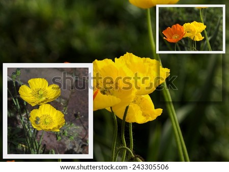 Collage of yellow and orange poppies  flowering plants in the subfamily Papaveroideae  family Papaveraceae colorful single  herbaceous plants,  flowering in late winter are delicate and decorative.