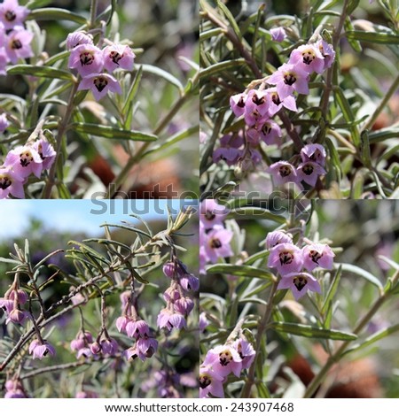 Charming collage of lovely bell shaped pale mauve blooms of  West Australian wild flower guichenotia species   in full glory in early spring  with a weeping habit adding  color to the drab  bush.