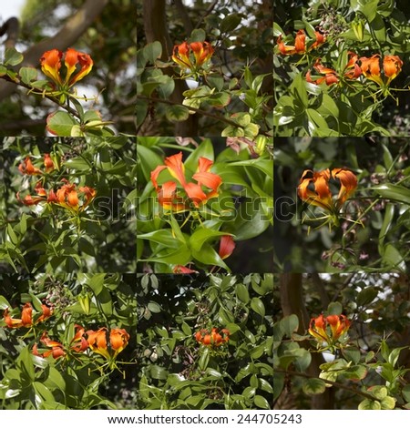 Delightful collage of unusual showy decorative Flame Lily gloriousa superba  a deciduous perennial with reflexed petals growing by spreading horizontal rhizomes.