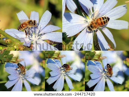 Dainty collage of a honey bee gathering pollen from   pretty blue  flowers of a chicory plant in late spring to create  tasty floral honey.