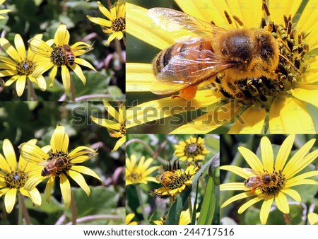 Dainty collage of a honey bee gathering pollen from  yellow cape dandelion  flowers in late spring to create  tasty floral honey.