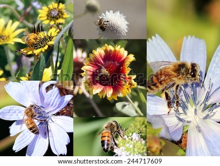 Dainty collage of a honey bee gathering pollen from   pretty pincushion, gaillardia, dandelion and chicory  flowers in late spring to create  tasty floral honey.