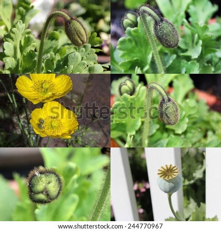 Collage of yellow and orange poppies  flowering plants in the subfamily Papaveroideae  family Papaveraceae colorful single  herbaceous plants,  flowering in late winter are delicate and decorative.